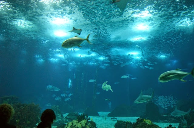 Oceanário de Lisboa